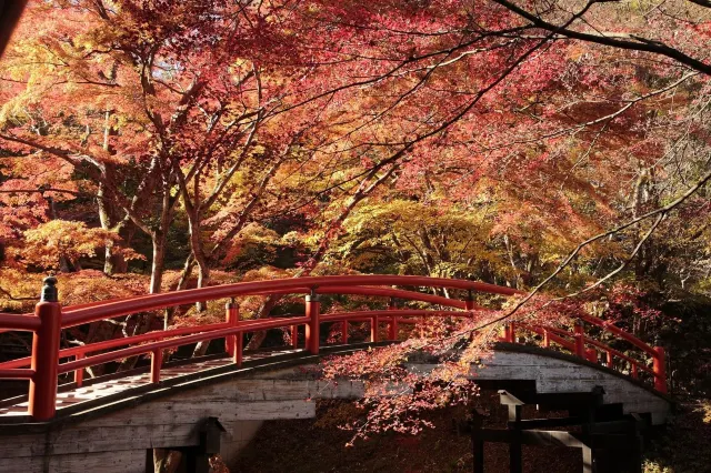 関東紅葉2025