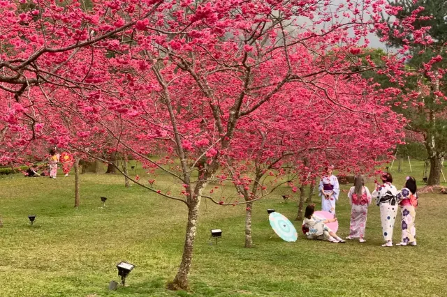 九族櫻花季日期