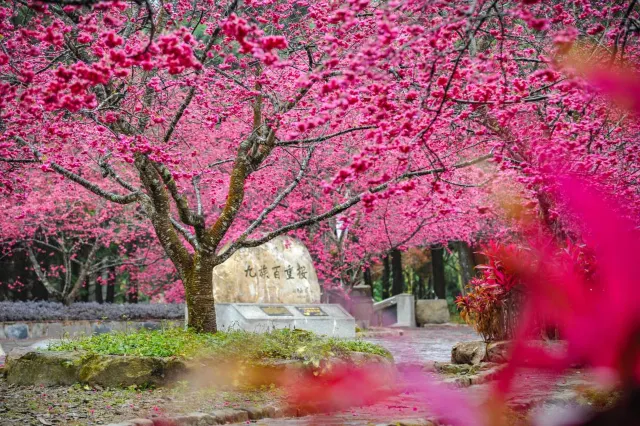 櫻花