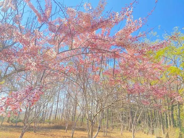 神威天台山道場