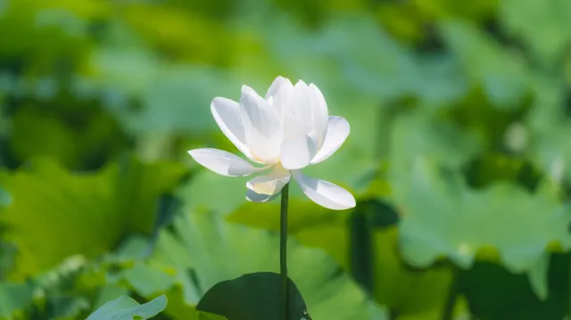 국내 여름휴가 추천 여행지 연꽃테마파크