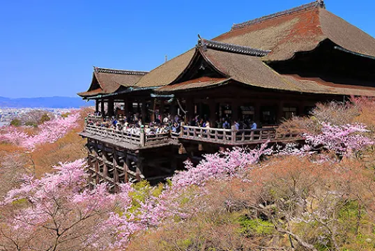 清水寺桜