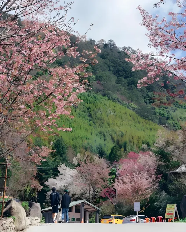 司馬庫斯來回接送