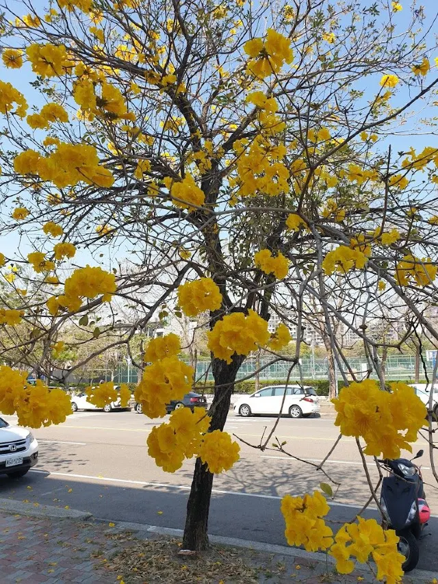 黃花風鈴木2025 | 開花時間