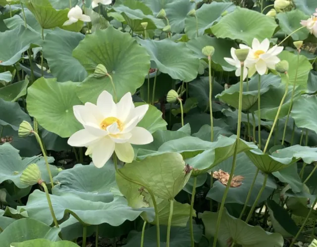 세미원 연꽃문화제 백련지