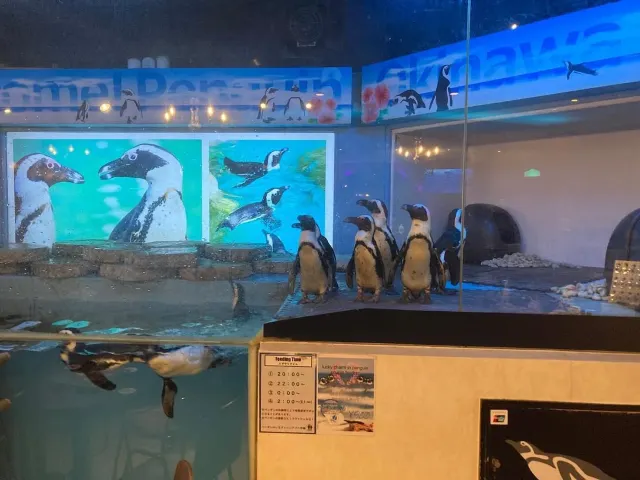 企鵝居酒屋 Penguin Bar Fairy