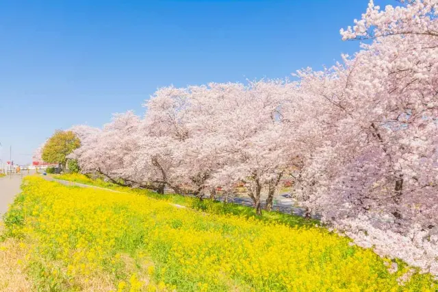 日本櫻花