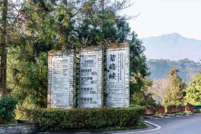 Ya'an Bifengxia Panda Base