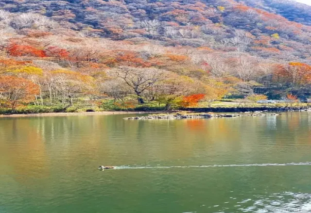 関東紅葉2025