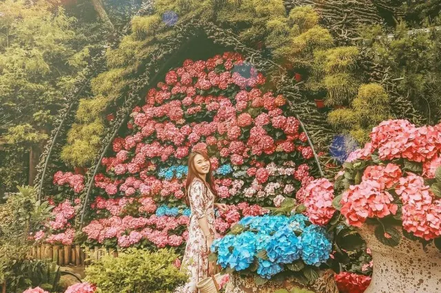 繡球花季2025