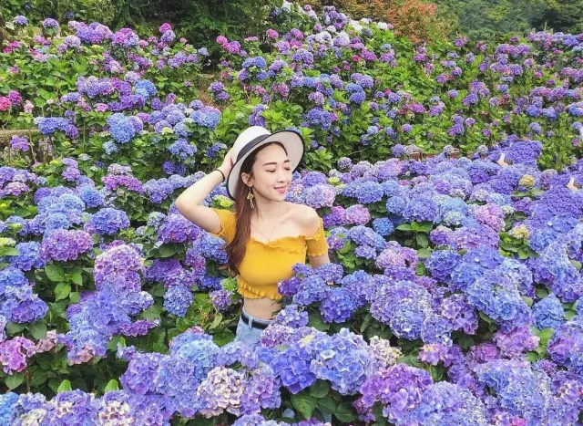 繡球花季2025