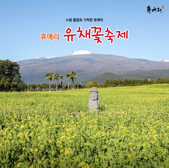 휴애리 유채꽃 축제