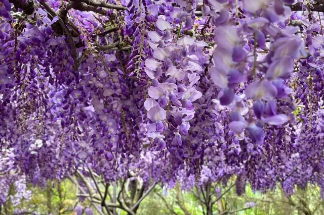 紫藤花