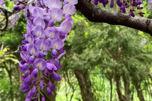 紫藤花