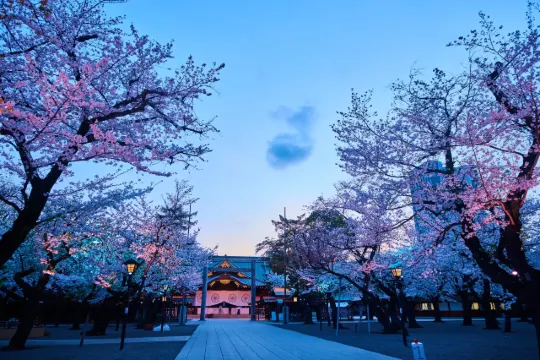 靖国神社桜