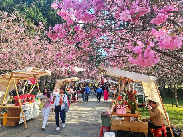 櫻花大道