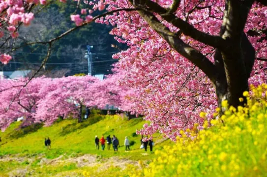 みなみの桜と菜の花まつり