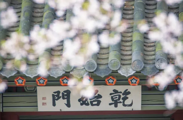 제주도 벚꽃 삼성혈