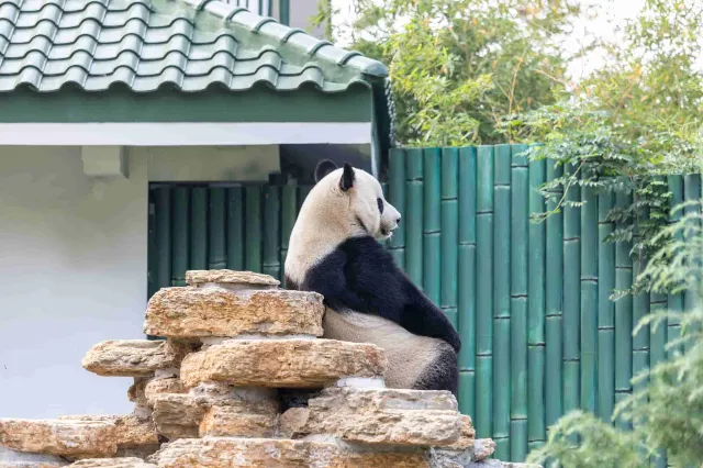 Jinan Zoo