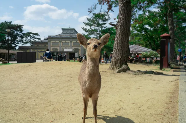 나라 사슴공원