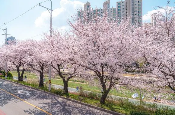 釜山櫻花