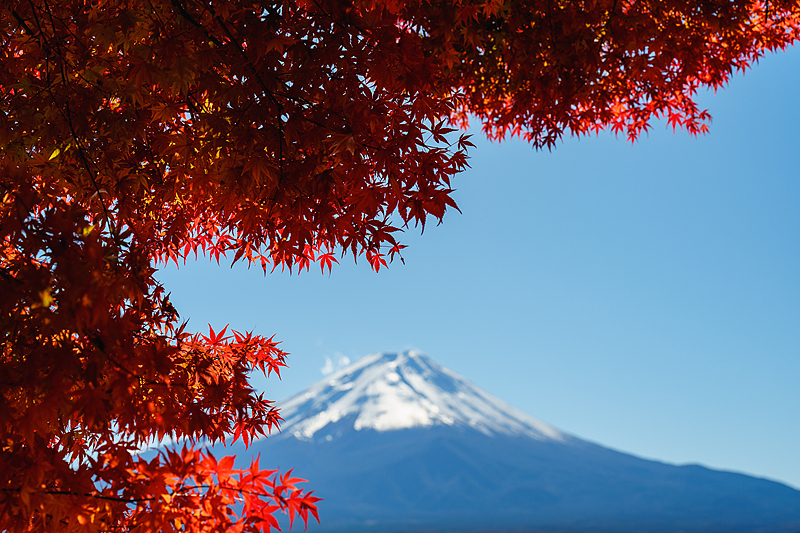 京焼乾山写新緑紅葉向付7客　　新品未使用　　最後の7客 京都の紅葉】京都・嵐山～嵯峨の紅葉（2024年11月7日 京都市西京