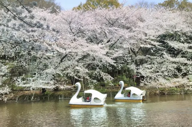 日本東京井之頭恩賜公園