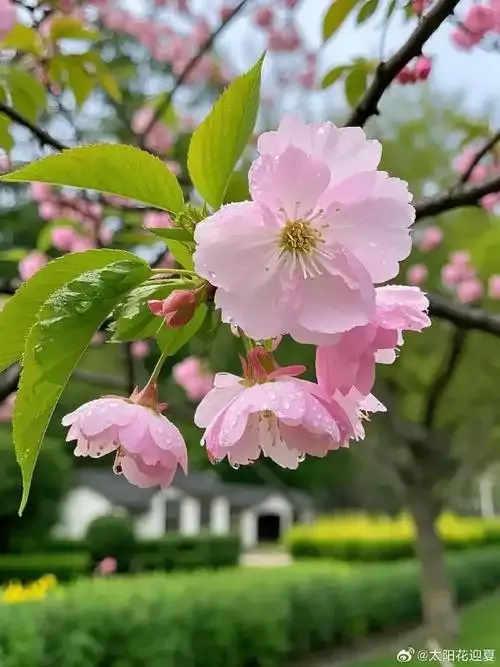 名古屋櫻花2025