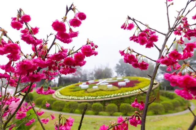 陽明山花季宣傳照