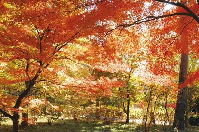 関東紅葉2025