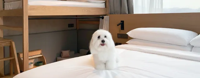 광명 애견호텔