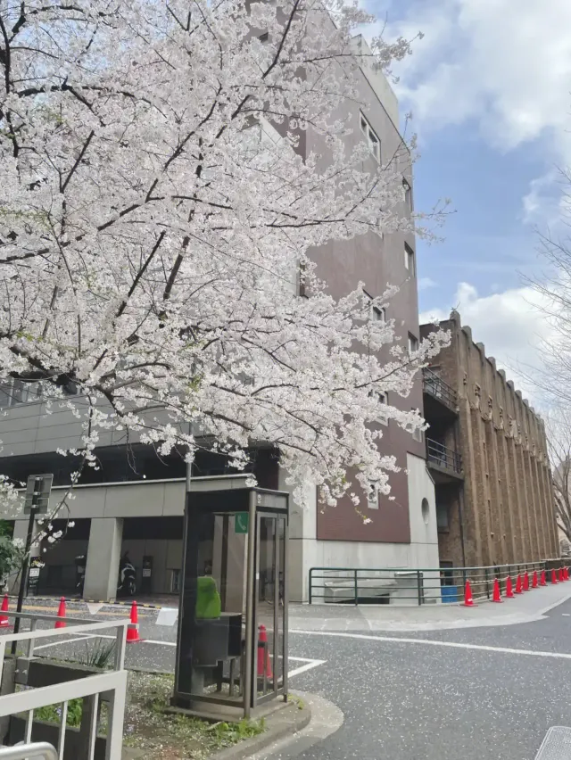 東大新洞