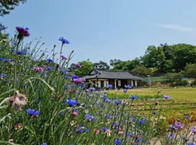 고창 청농원 라벤더 축제 입장료