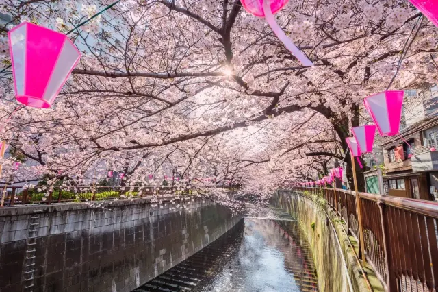 八重櫻