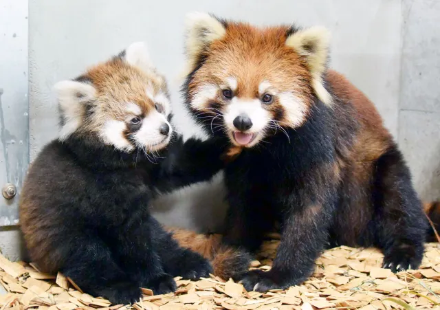 富士サファリパーク