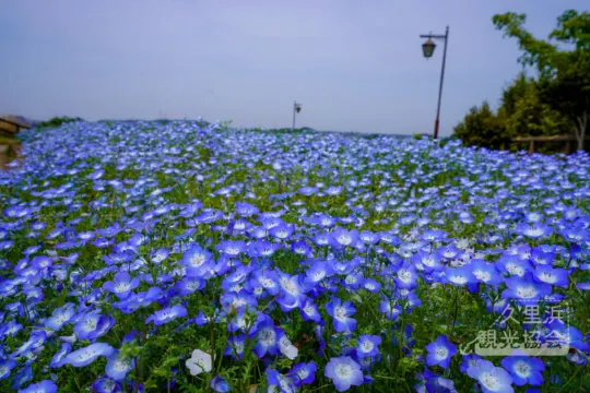 くりはま花の国