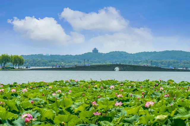 Hangzhou China West Lake blooming lotus flowers