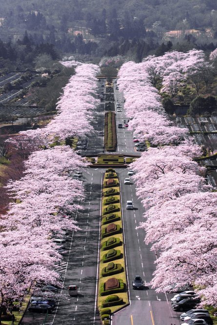 全国のオススメ桜スポット紹介！第2弾！
