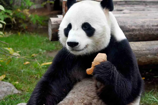 Moscow Zoo
