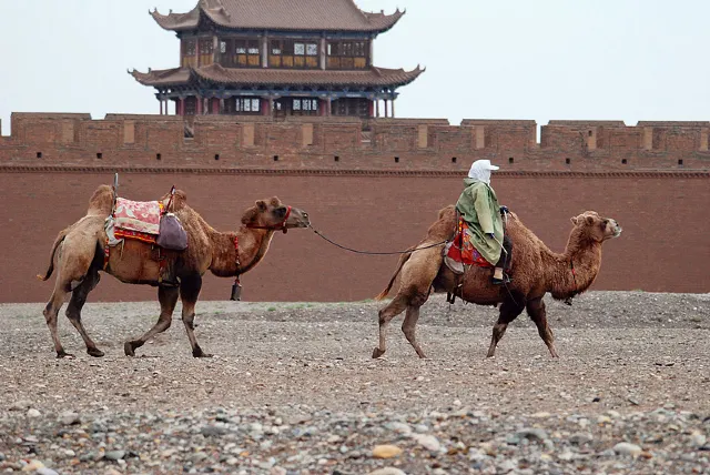 大漠騎駱駝體驗