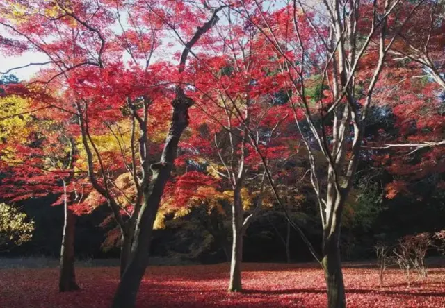 関東紅葉2025