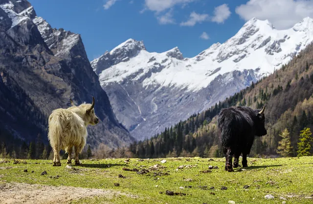 ภูเขาสี่ดรุณี เฉิงตู