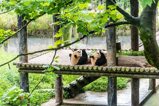 パンダ　中国