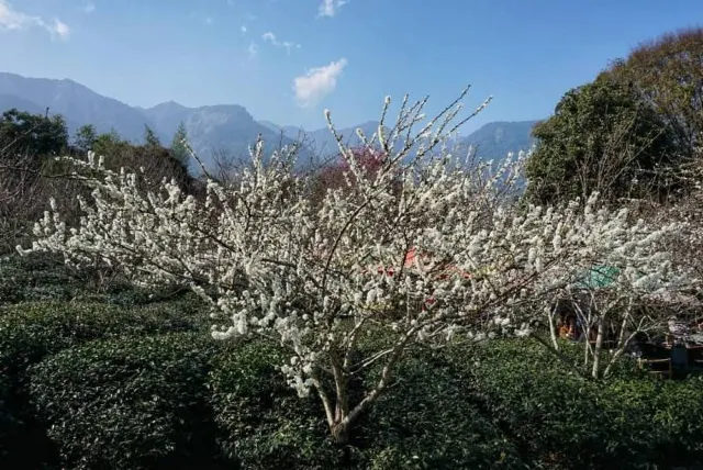 李花花季 2025