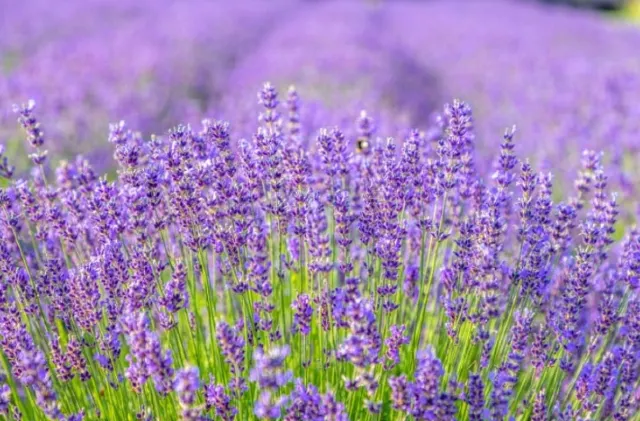 라벤더축제