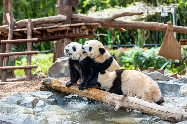 three pandas playing in Chengdu china