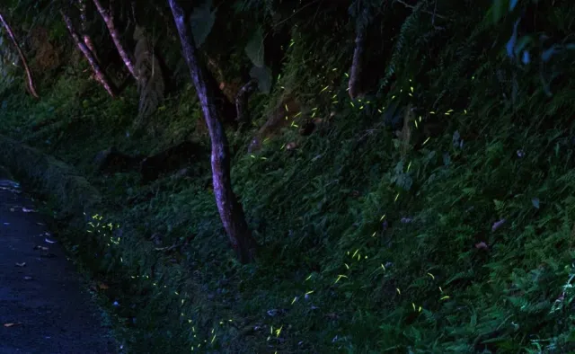 大溪月眉桐花谷