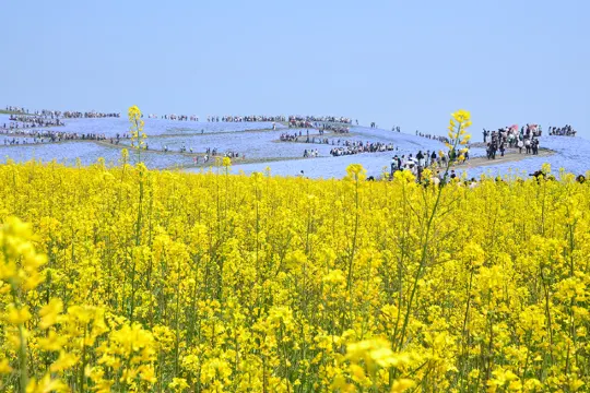 ひたち海浜公園