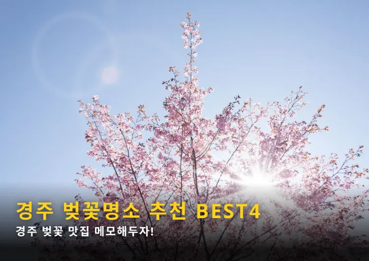 2024 경주 벚꽃 개화시기와 벚꽃명소 추천 BEST4