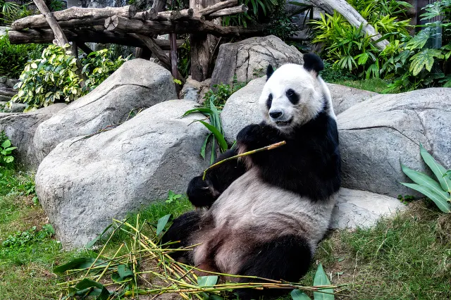 Hong Kong Ocean Park giant panda eating bamboo